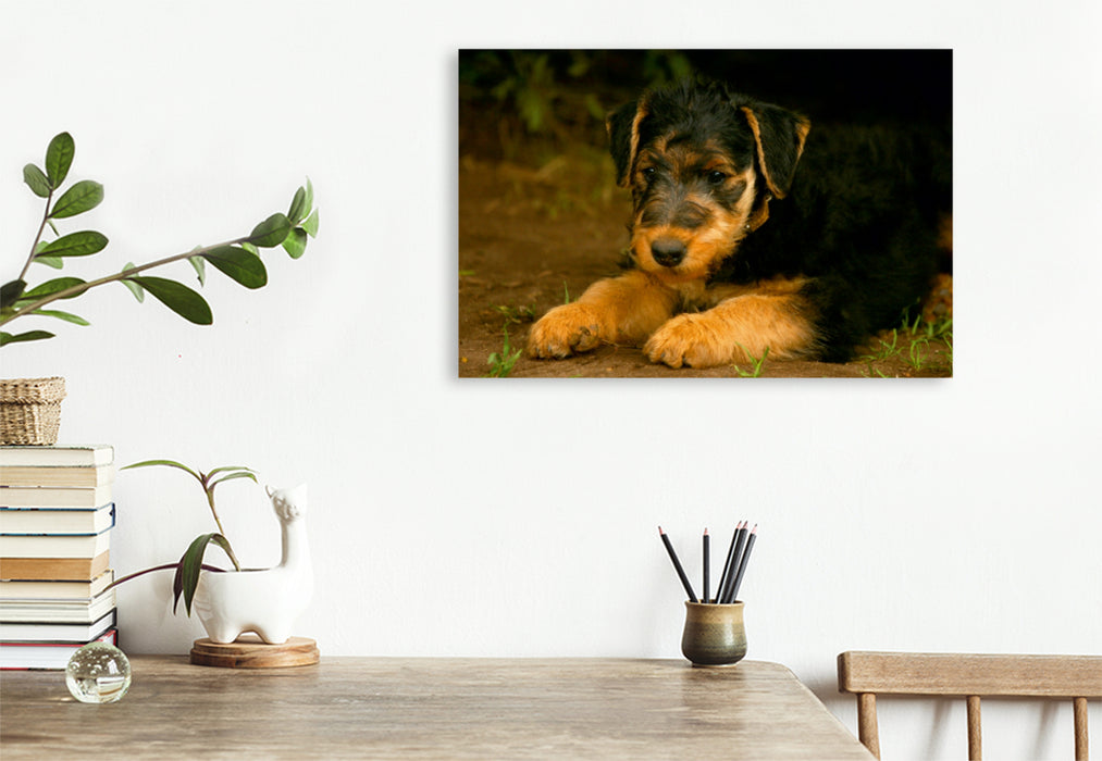 Premium Textil-Leinwand Premium Textil-Leinwand 75 cm x 50 cm quer Ein Motiv aus dem Kalender Airedale Terrier Welpen