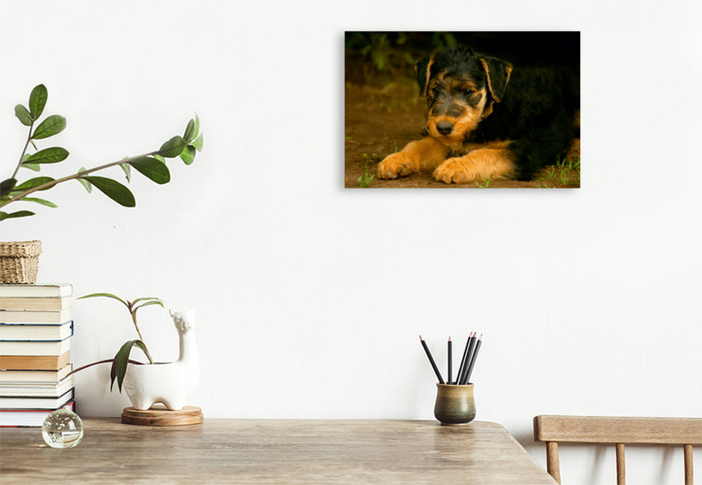 Premium Textil-Leinwand Premium Textil-Leinwand 75 cm x 50 cm quer Ein Motiv aus dem Kalender Airedale Terrier Welpen