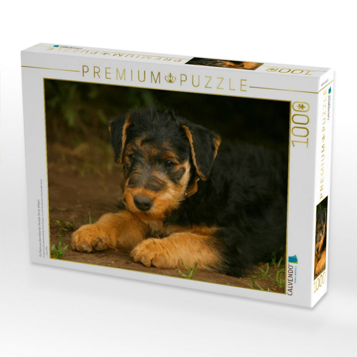 Ein Motiv aus dem Kalender Airedale Terrier Welpen - CALVENDO Foto-Puzzle'