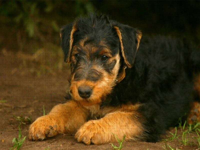 Ein Motiv aus dem Kalender Airedale Terrier Welpen - CALVENDO Foto-Puzzle'