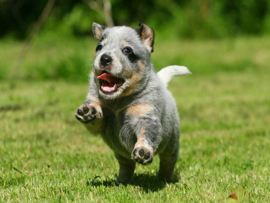 Ein Motiv aus dem Kalender Australian Cattle Dog Welpen - CALVENDO Foto-Puzzle'