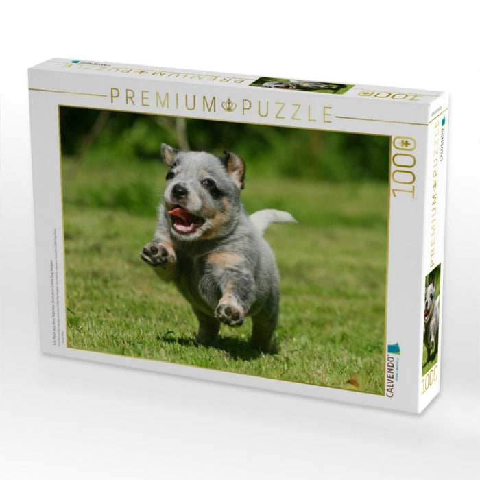 Ein Motiv aus dem Kalender Australian Cattle Dog Welpen - CALVENDO Foto-Puzzle'