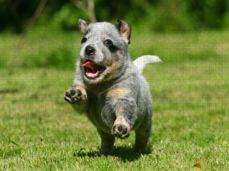 Ein Motiv aus dem Kalender Australian Cattle Dog Welpen - CALVENDO Foto-Puzzle'