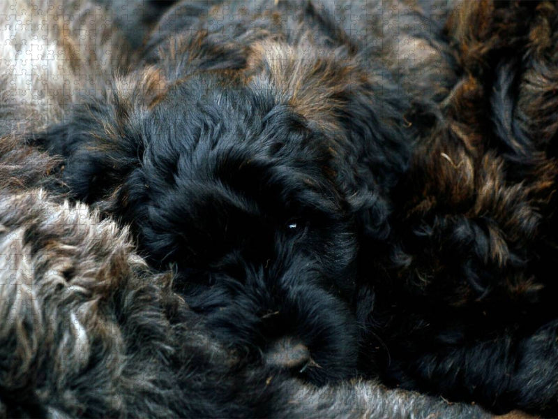 Ein Motiv aus dem Kalender Bouvier des Flandres - CALVENDO Foto-Puzzle'