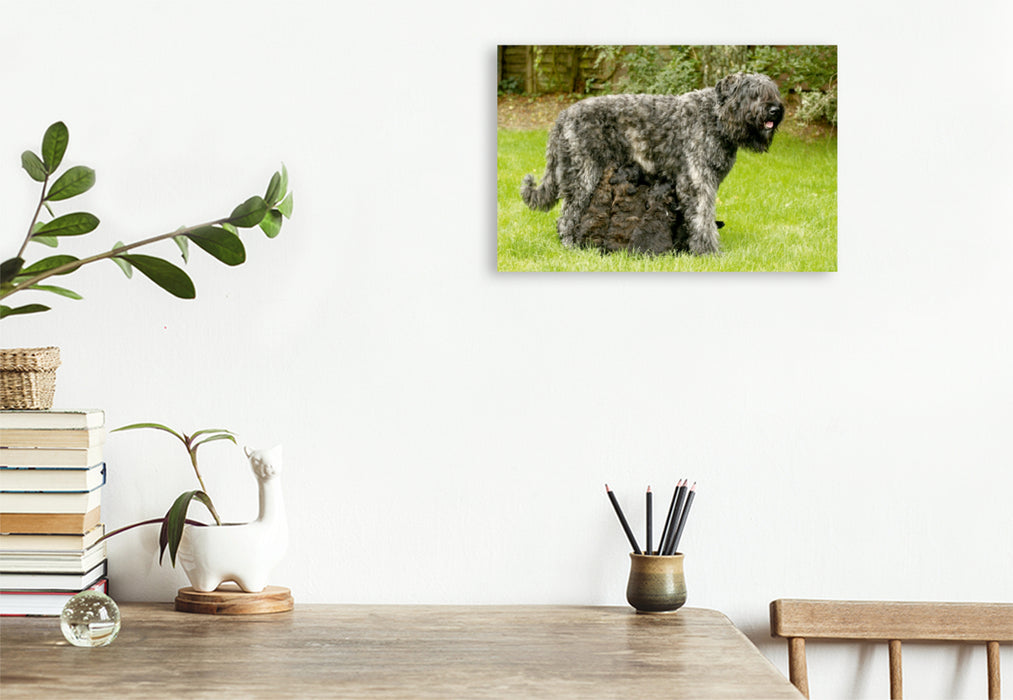 Toile textile premium Toile textile premium 75 cm x 50 cm de large Un motif du calendrier Bouvier des Flandres 