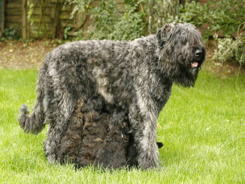 Ein Motiv aus dem Kalender Bouvier des Flandres - CALVENDO Foto-Puzzle'