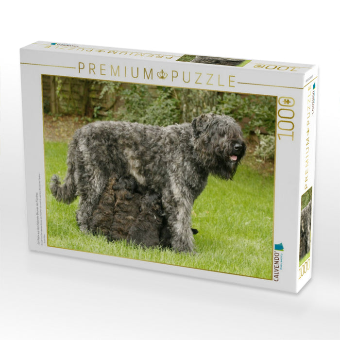 Ein Motiv aus dem Kalender Bouvier des Flandres - CALVENDO Foto-Puzzle'