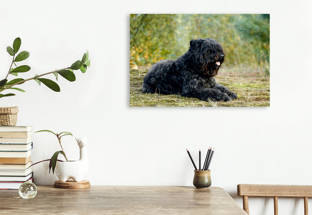 Premium Textil-Leinwand Premium Textil-Leinwand 75 cm x 50 cm quer Ein Motiv aus dem Kalender Bouvier des Flandres