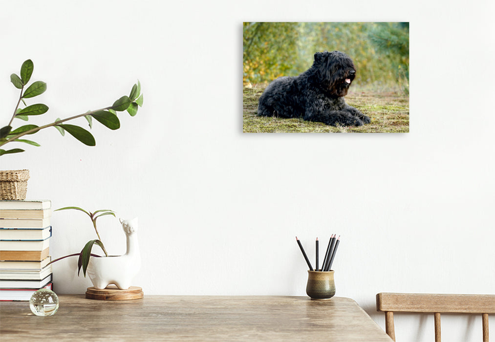 Premium Textil-Leinwand Premium Textil-Leinwand 75 cm x 50 cm quer Ein Motiv aus dem Kalender Bouvier des Flandres