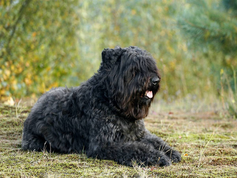Ein Motiv aus dem Kalender Bouvier des Flandres - CALVENDO Foto-Puzzle'
