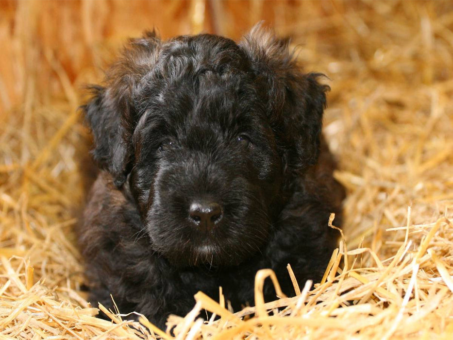 Ein Motiv aus dem Kalender Bouvier des Flandres - CALVENDO Foto-Puzzle'