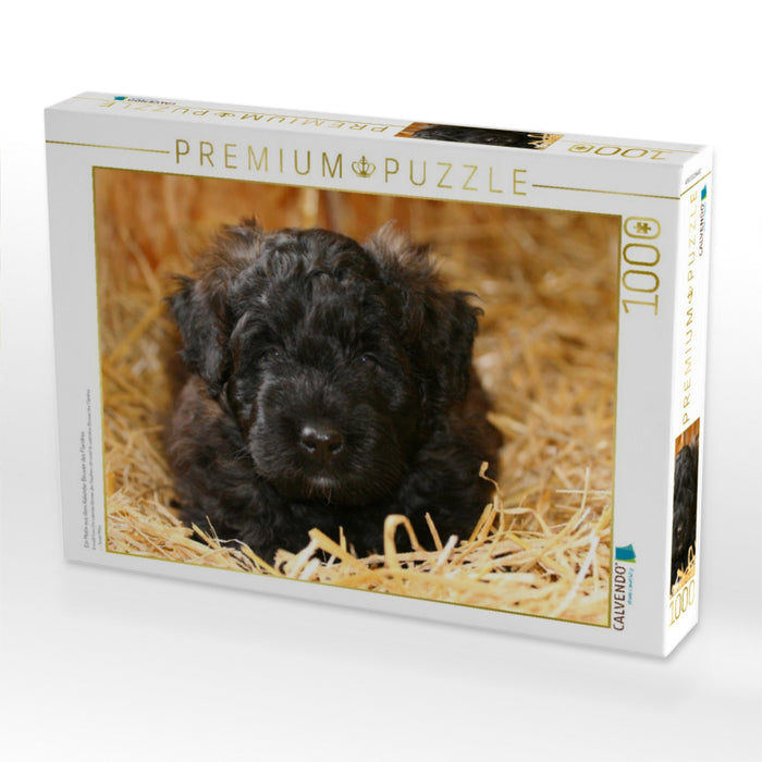 Ein Motiv aus dem Kalender Bouvier des Flandres - CALVENDO Foto-Puzzle'