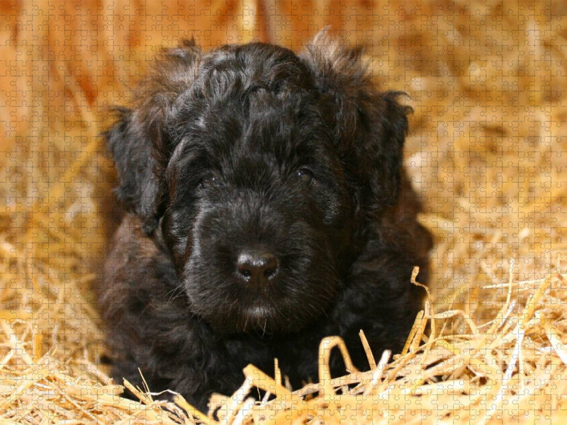 Ein Motiv aus dem Kalender Bouvier des Flandres - CALVENDO Foto-Puzzle'