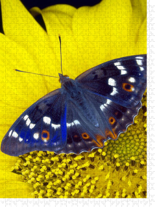 Kleiner Schillerfalter auf Sonnenblume - CALVENDO Foto-Puzzle'