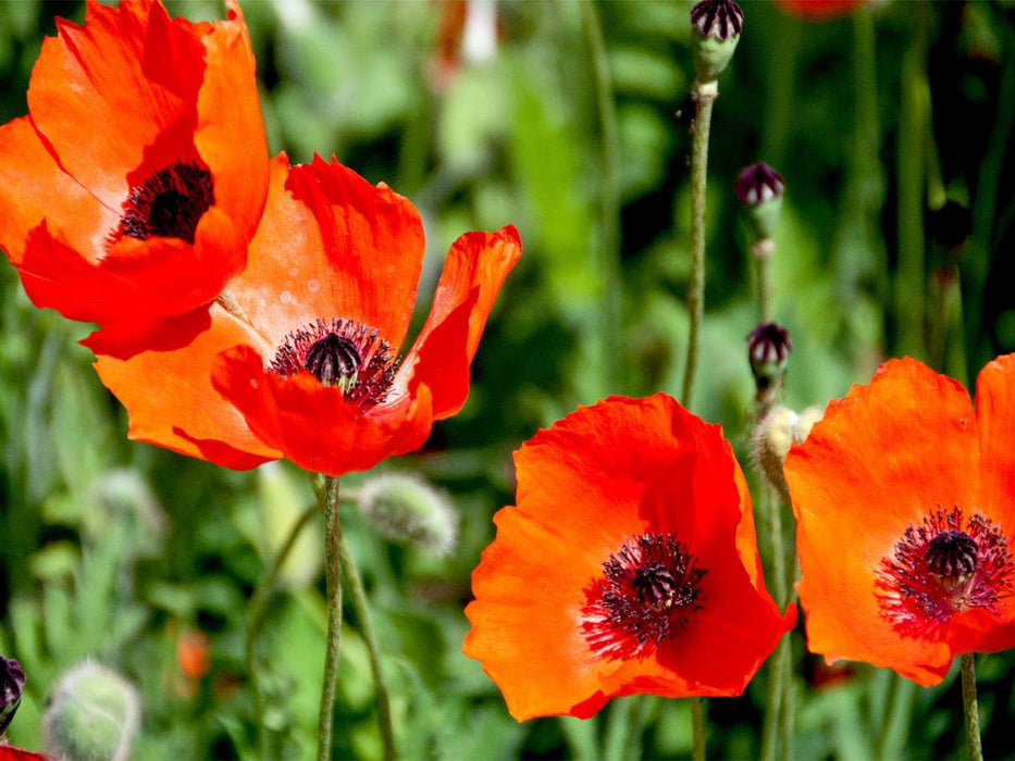 Ein Motiv aus dem Kalender Voll Mohn - CALVENDO Foto-Puzzle'