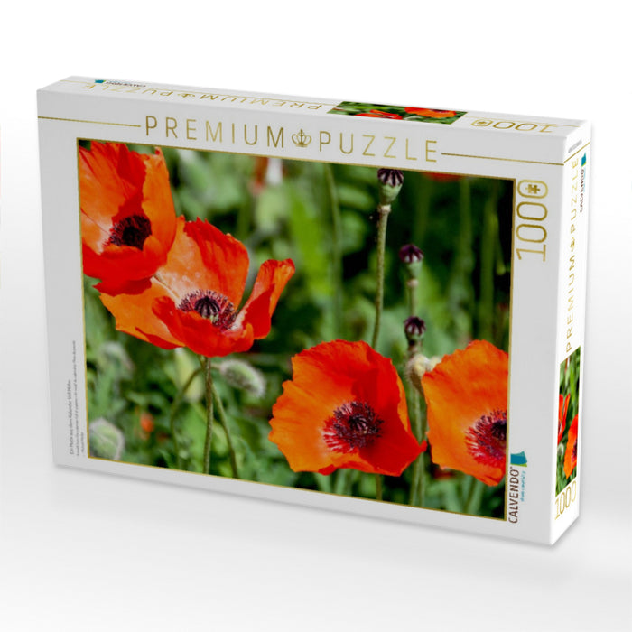 Ein Motiv aus dem Kalender Voll Mohn - CALVENDO Foto-Puzzle'