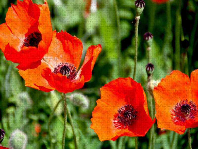 Ein Motiv aus dem Kalender Voll Mohn - CALVENDO Foto-Puzzle'