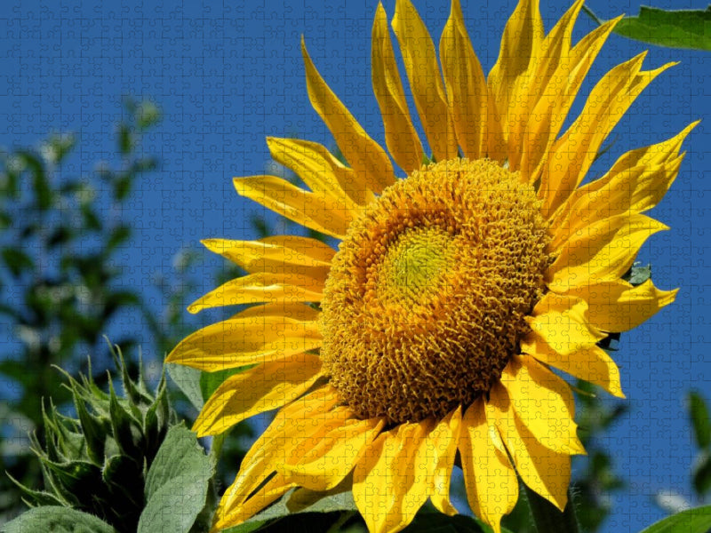 Sonnenblume - CALVENDO Foto-Puzzle'