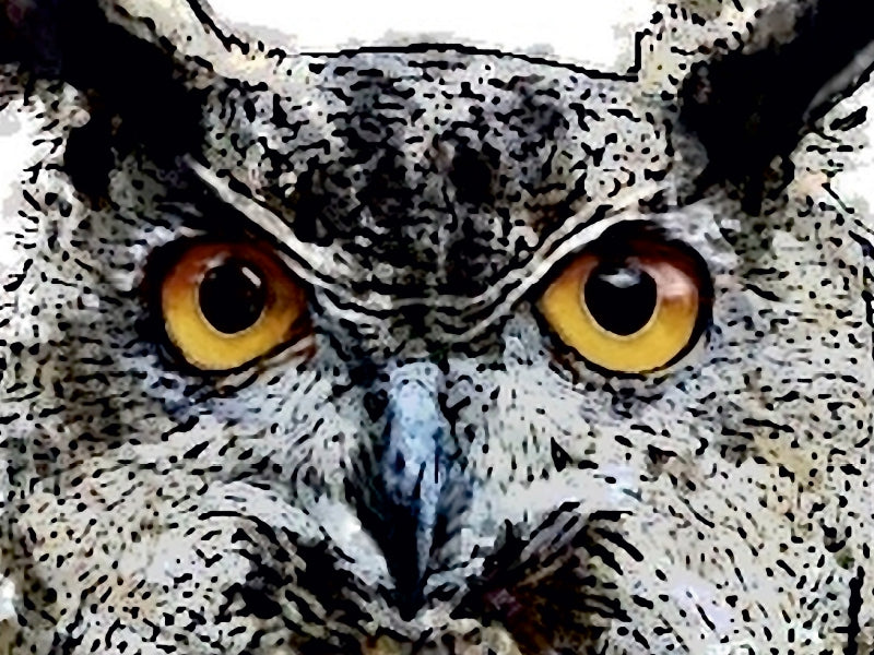 Krafttier Eule - Der Adler der Nacht 1000 Teile Puzzle quer - CALVENDO Foto-Puzzle'