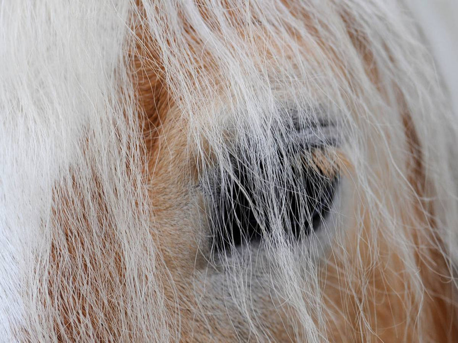 Ein Motiv aus dem Kalender Haflinger Schönheiten - CALVENDO Foto-Puzzle'
