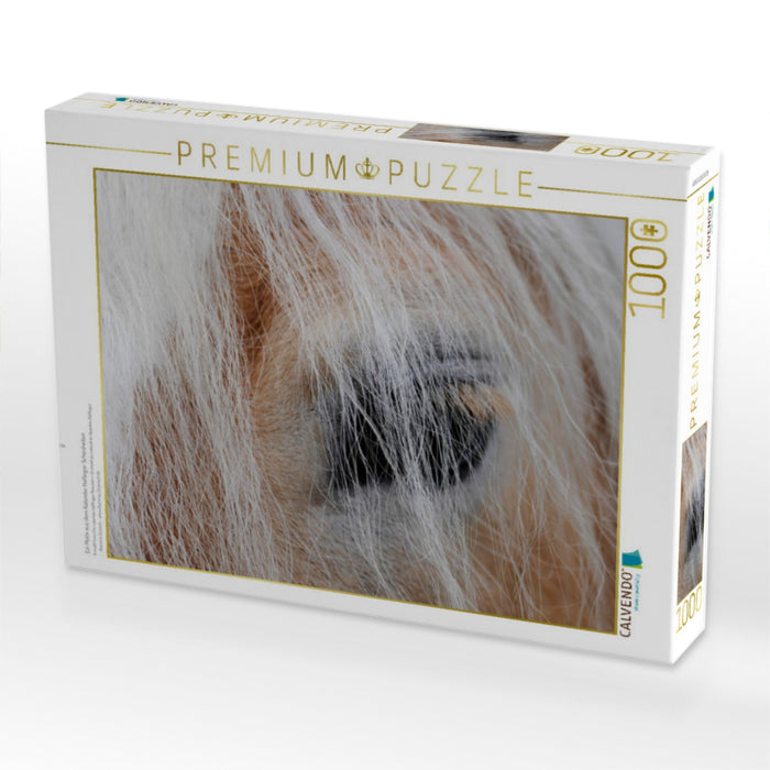 Ein Motiv aus dem Kalender Haflinger Schönheiten - CALVENDO Foto-Puzzle'