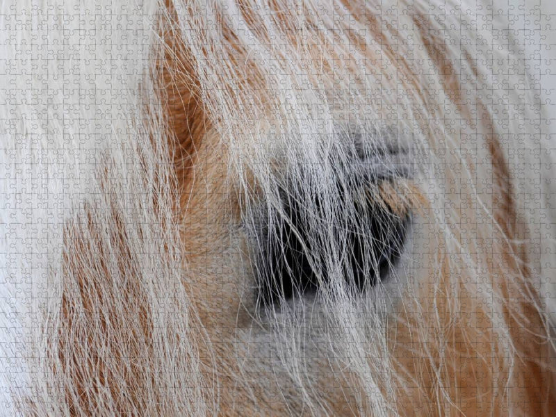 Ein Motiv aus dem Kalender Haflinger Schönheiten - CALVENDO Foto-Puzzle'