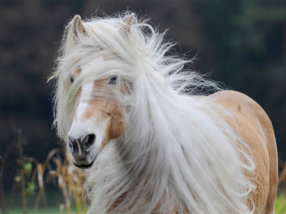 Ein Motiv aus dem Kalender Haflinger Schönheiten - CALVENDO Foto-Puzzle'
