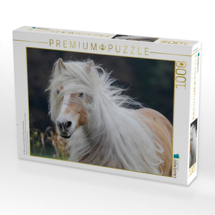 Ein Motiv aus dem Kalender Haflinger Schönheiten - CALVENDO Foto-Puzzle'