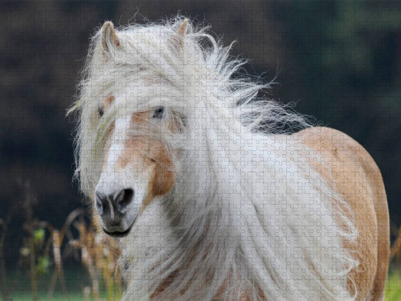 Ein Motiv aus dem Kalender Haflinger Schönheiten - CALVENDO Foto-Puzzle'