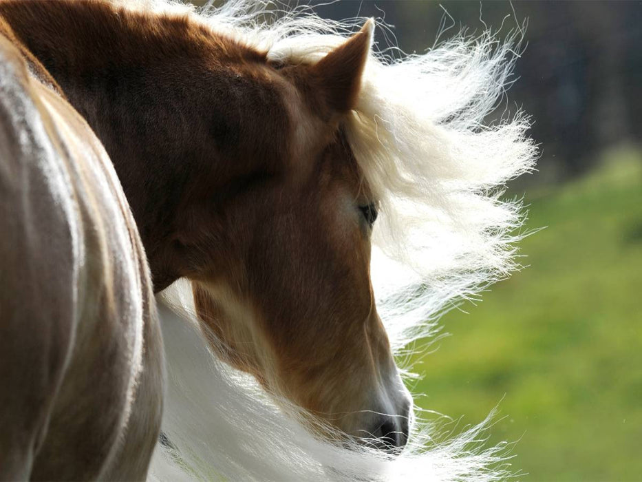 Ein Motiv aus dem Kalender Haflinger Schönheiten - CALVENDO Foto-Puzzle'