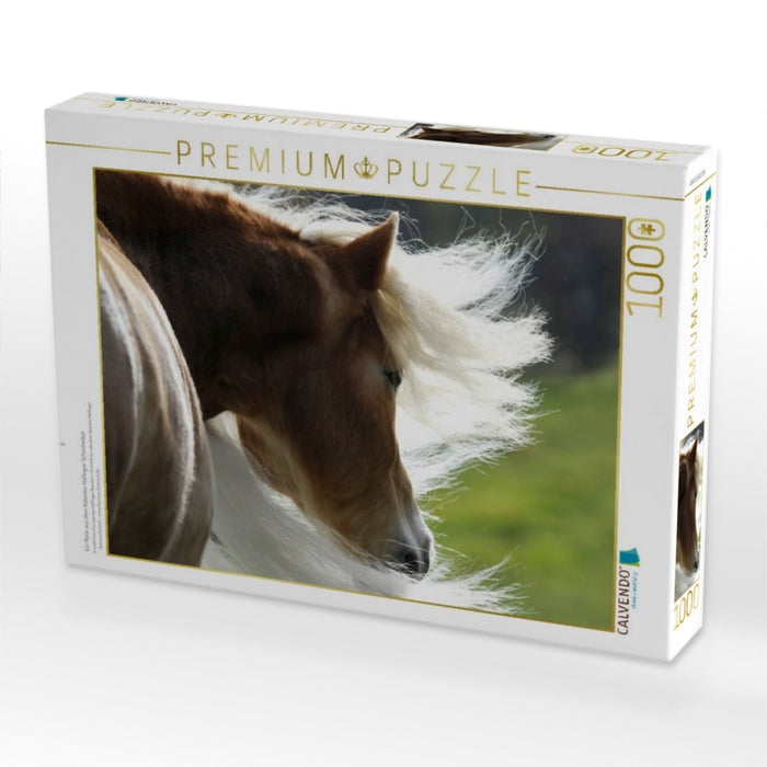 Ein Motiv aus dem Kalender Haflinger Schönheiten - CALVENDO Foto-Puzzle'