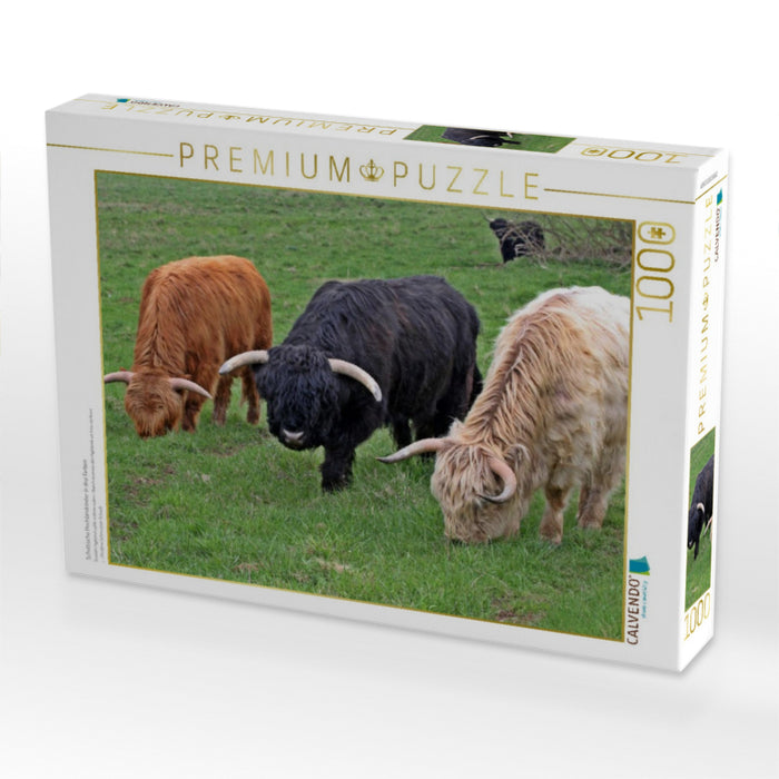 Schottische Hochlandrinder in drei Farben - CALVENDO Foto-Puzzle'
