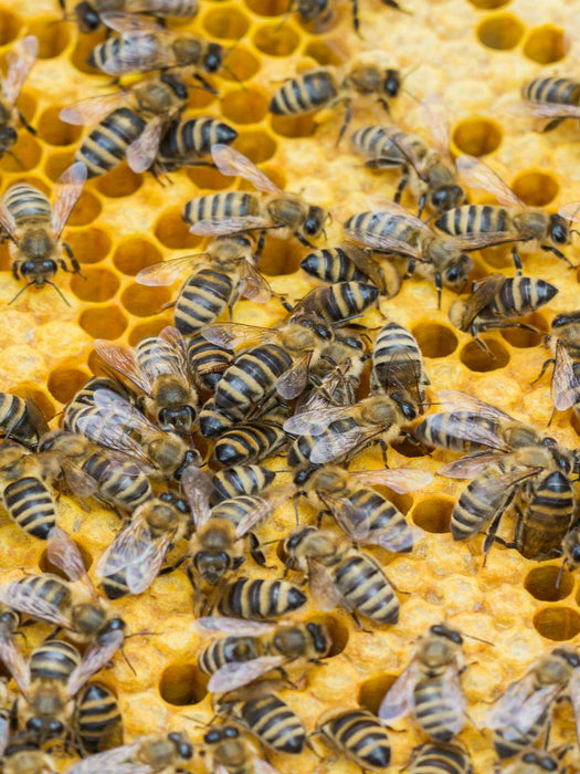 Bienenbrut wird produziert - CALVENDO Foto-Puzzle'