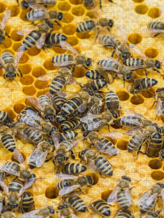 Bienenbrut wird produziert - CALVENDO Foto-Puzzle'