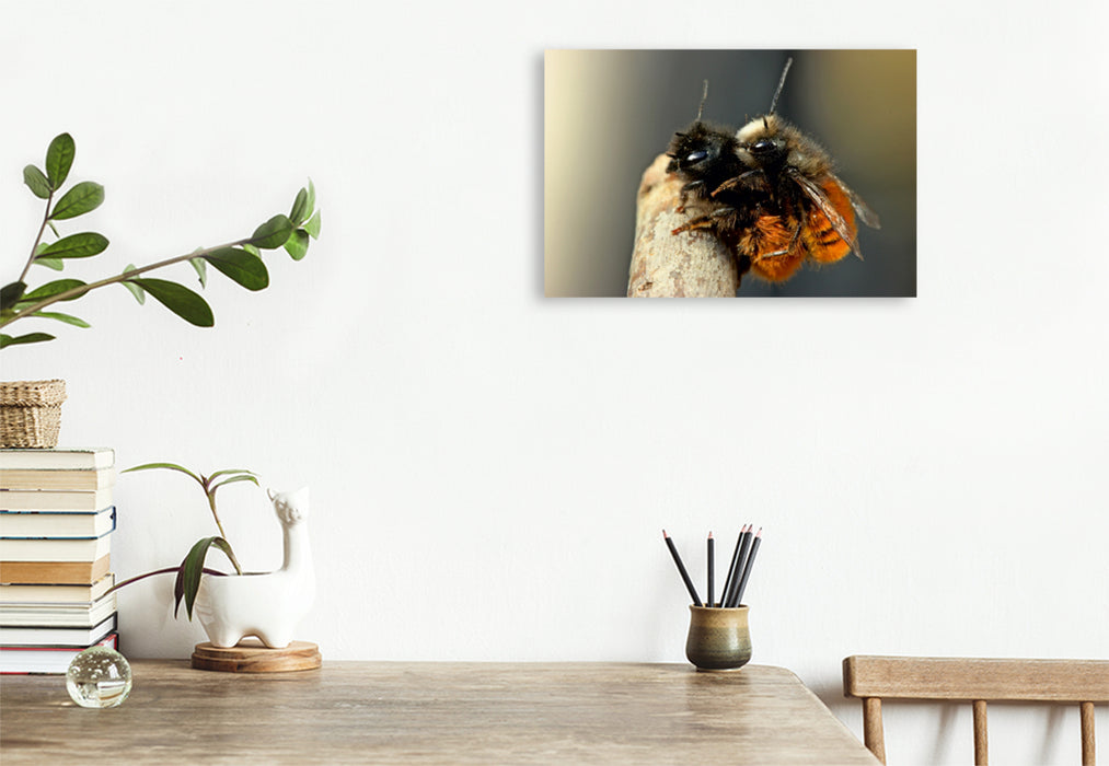 Toile textile premium Toile textile premium 120 cm x 80 cm paysage Accouplement d'abeilles maçonnes à cornes (Osmia cornuta) 