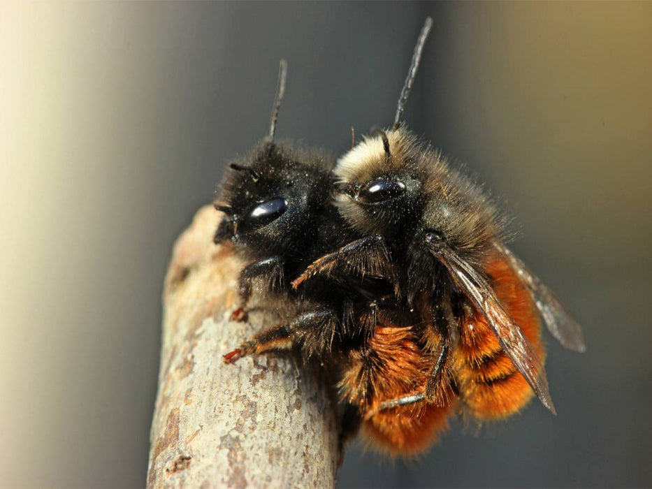 Gehörnte Mauerbienen (Osmia cornuta) bei der Paarung - CALVENDO Foto-Puzzle'
