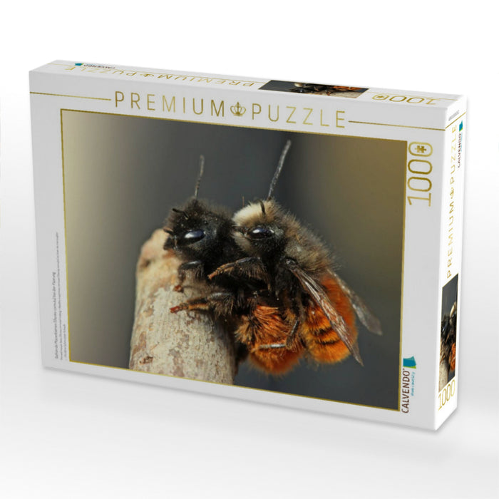 Gehörnte Mauerbienen (Osmia cornuta) bei der Paarung - CALVENDO Foto-Puzzle'