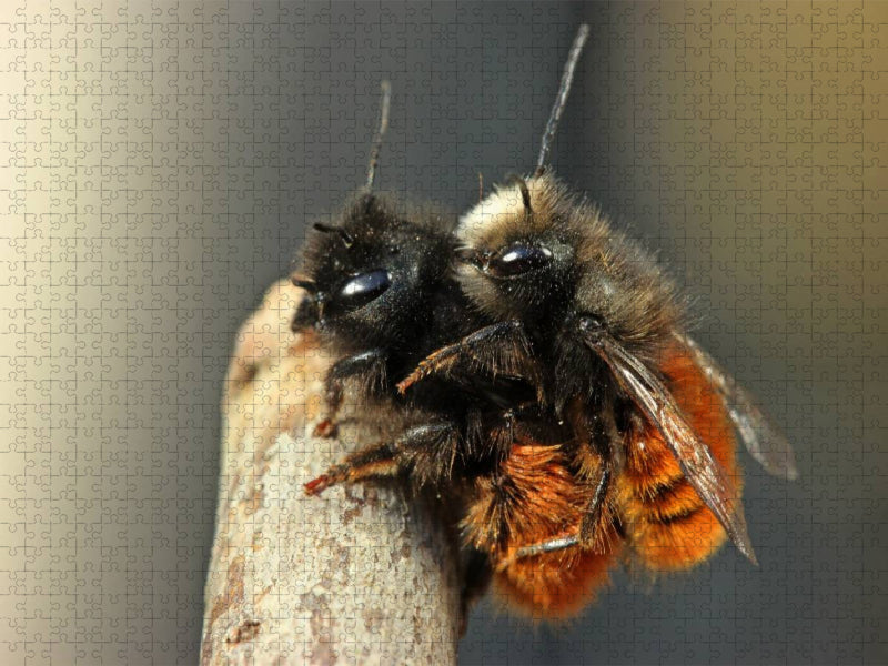 Gehörnte Mauerbienen (Osmia cornuta) bei der Paarung - CALVENDO Foto-Puzzle'