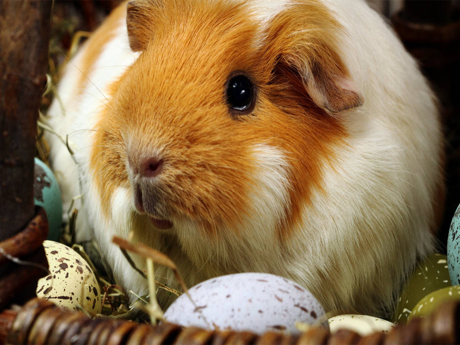 Osterschwein - CALVENDO Foto-Puzzle'