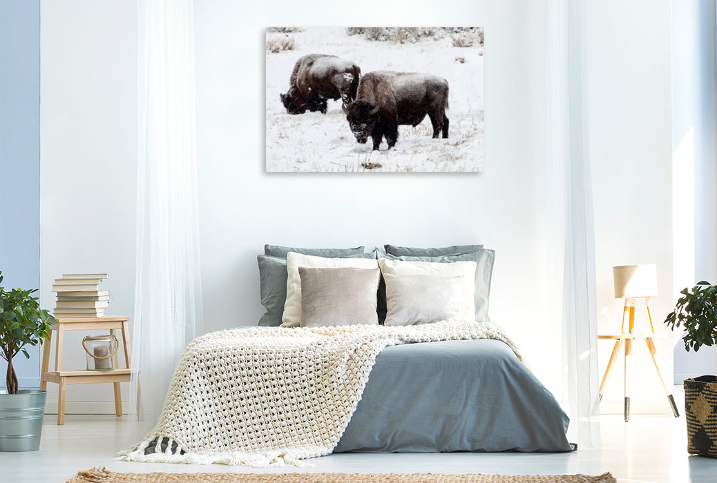 Premium Textil-Leinwand Premium Textil-Leinwand 120 cm x 80 cm quer Bisons am Blacktail Plateau