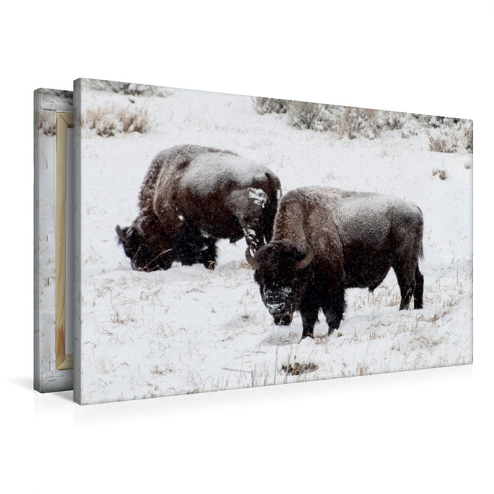 Toile textile premium Toile textile premium 120 cm x 80 cm paysage Bisons sur le plateau Blacktail 