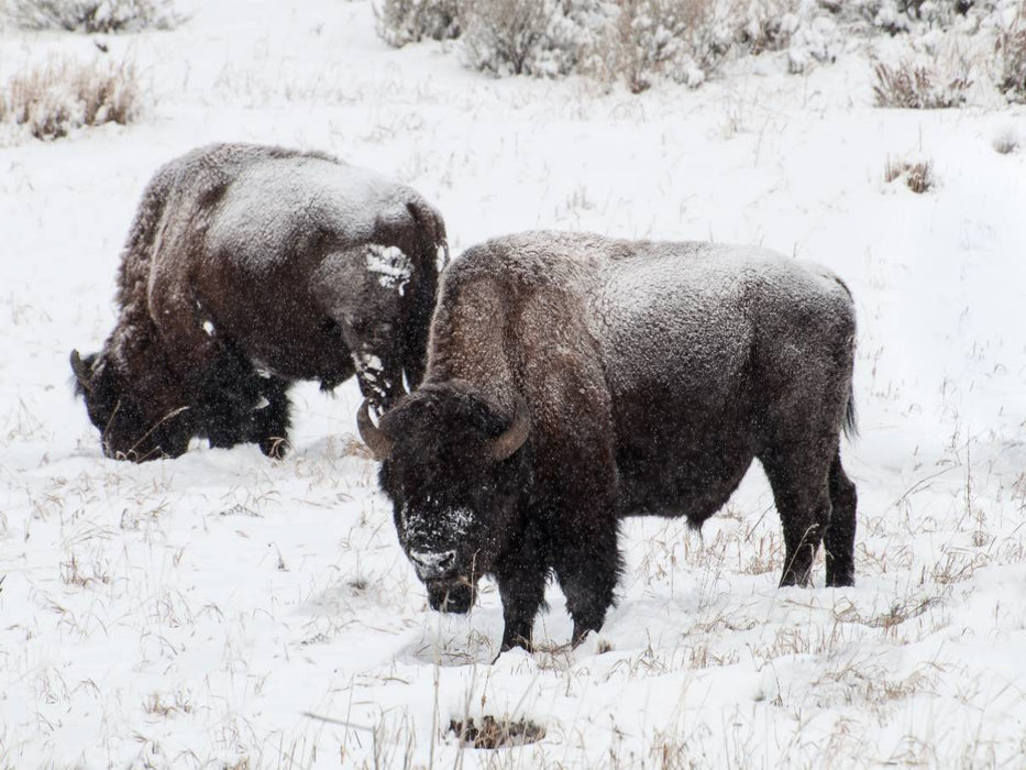 Bisons am Blacktail Plateau - CALVENDO Foto-Puzzle'