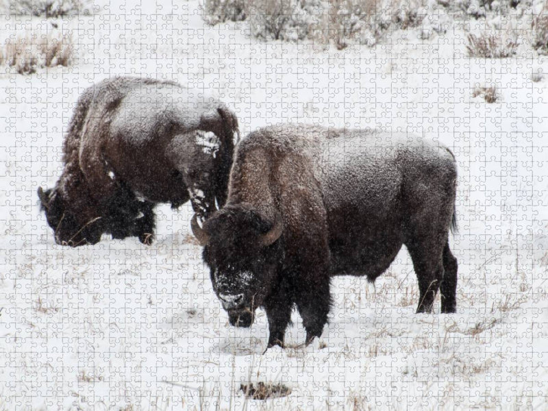 Bisons am Blacktail Plateau - CALVENDO Foto-Puzzle'