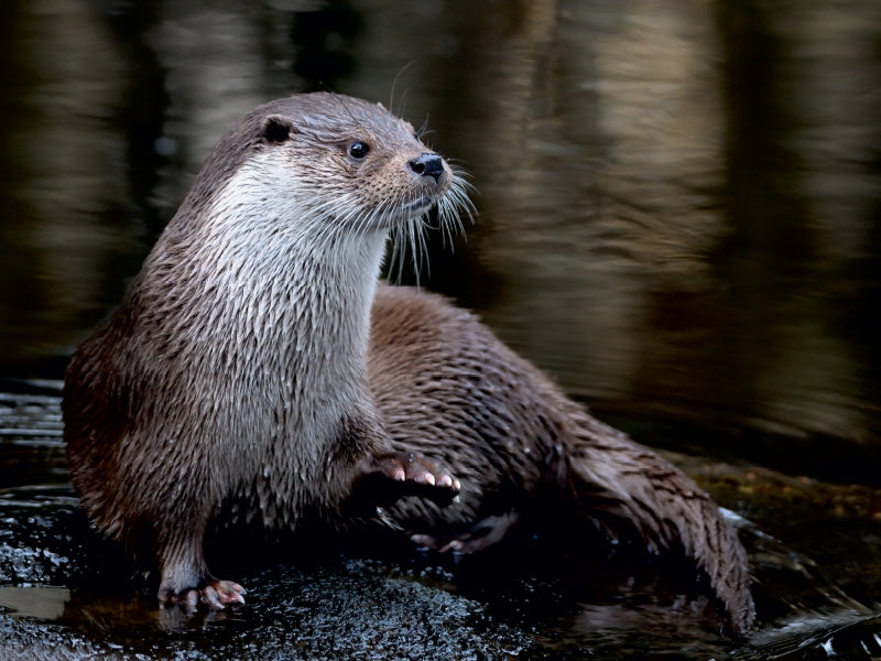 Otters, agile hunters - CALVENDO photo puzzle 