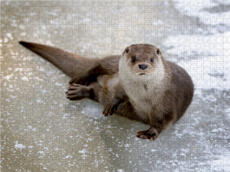 Loutre sur la glace - Puzzle photo CALVENDO 