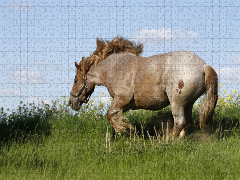Kaltblutpferd - CALVENDO Foto-Puzzle'