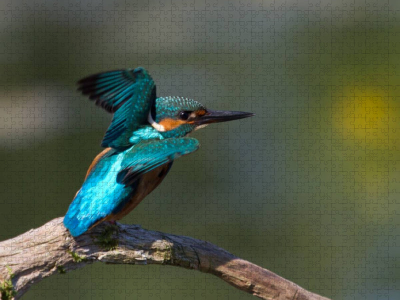 Eisvogel - Alcedo atthis - CALVENDO Foto-Puzzle'