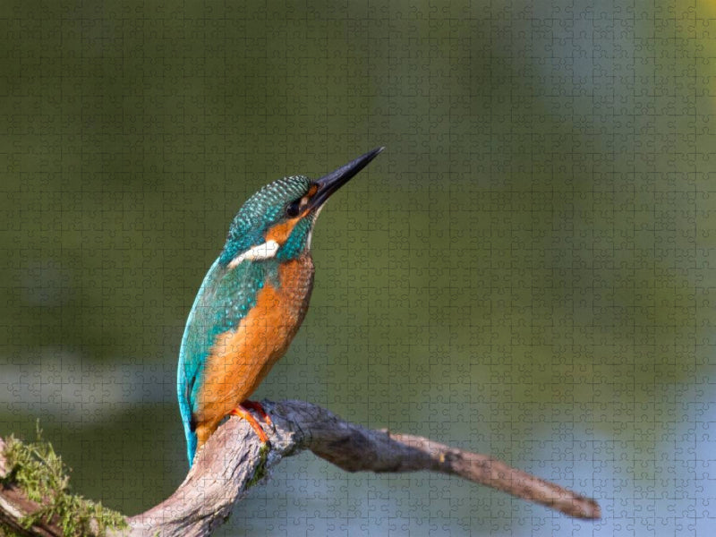 Eisvogel auf der Sitzwarte - CALVENDO Foto-Puzzle'