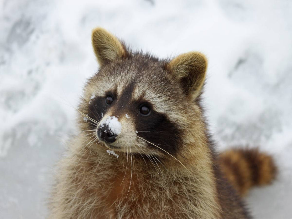 Waschbär im Schnee - CALVENDO Foto-Puzzle'