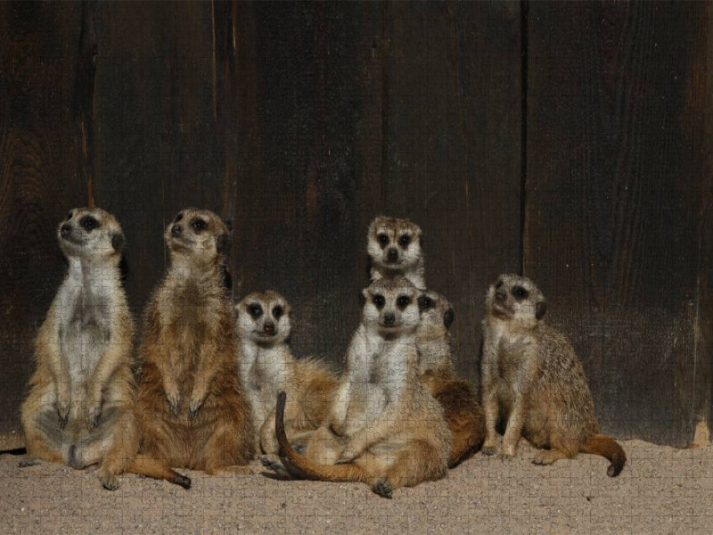 Erdmännchen - CALVENDO Foto-Puzzle'